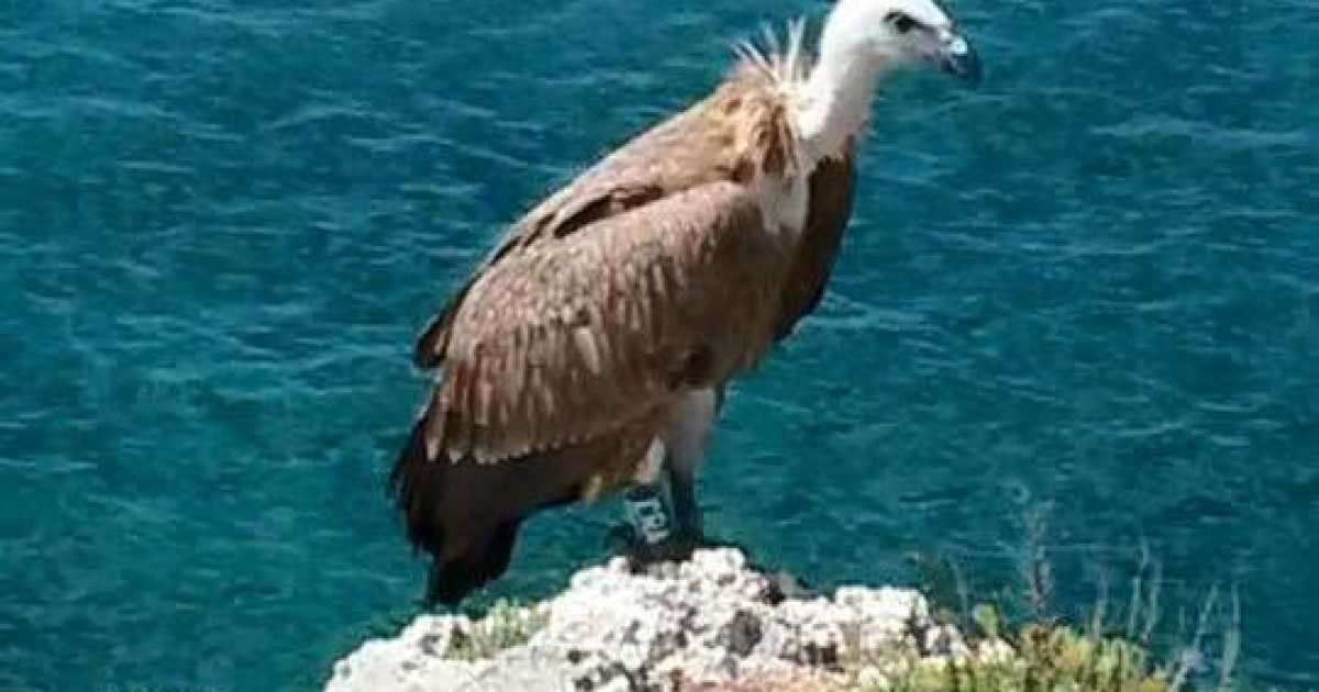 Avvistato un grifone sulla costa salentina: evento rarissimo. Il video